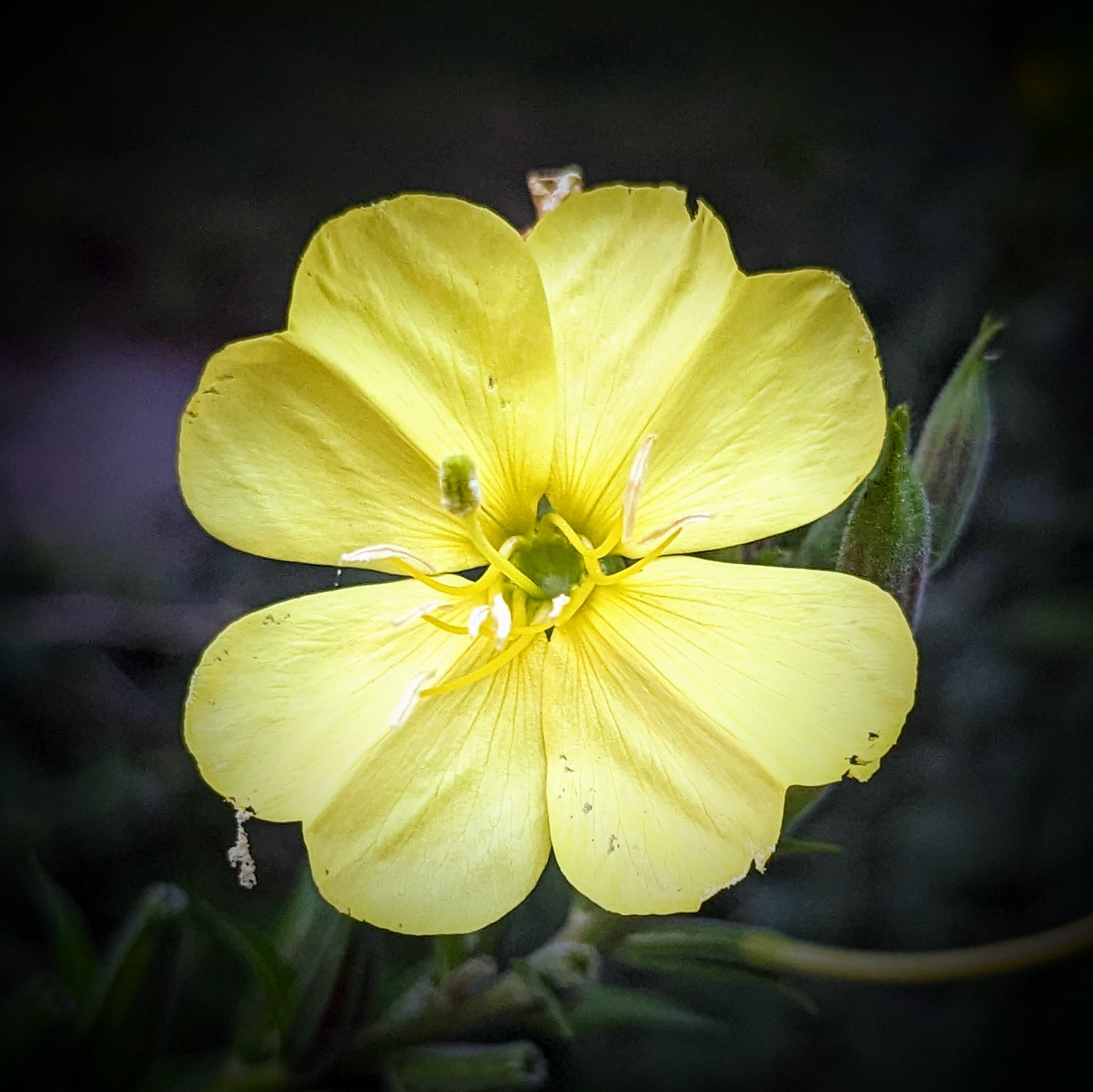 PrimRose様　リクエスト Confessions Of A Plant Geek: Primroses